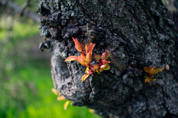 New spring buds and leafs on a tree trunk, growing in the garden