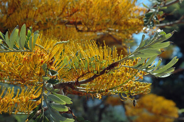 Grevillea robusta près de Malia en Crète