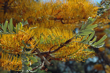 Grevillea robusta à identifier près de Malia en Crète
