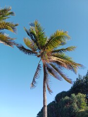 Obraz premium coconut palm tree. beautiful tropical plant.