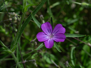 Close_up of pink corncockle flowers Agrostemma githago growing outdoors in wildflower meadow
