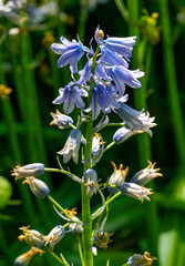 Hyacinthoides hispanica spanish bluebell