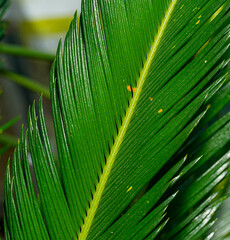 Selective on fresh green leaves of a Japanese sago palm (Cycas revoluta)
