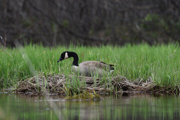 Marais Kingsbury 4 Mai 2024