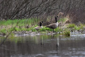 Marais Kingsbury 4 Mai 2024