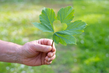 heart-shaped green leaf in male hand, background summer mood concept, seasonal rejuvenating power nature, healthy lifestyle, rejuvenating power nature, time outdoors