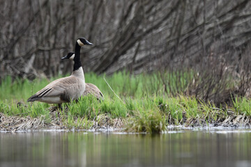 Marais Kingsbury 4 Mai 2024