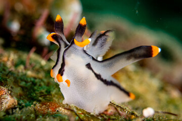 Pikachu Nacktschnecke Anilao Philippinen