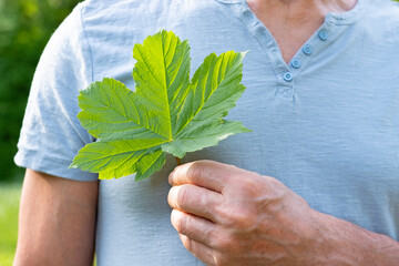 senior man holding green leaf close to heart, happiness and health, healthy lifestyle, rejuvenating...