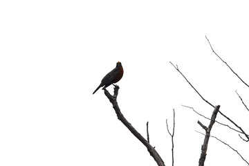 Marais Kingsbury 4 Mai 2024