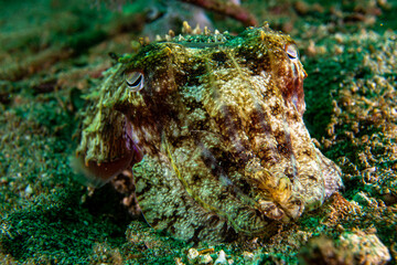 diving philippines - Augen eines Sepia