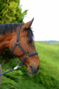 Tierliebe. M&auml;dchen k&uuml;mmert sich um blindes Pferd, Portrait
