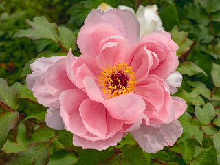 ピンクの牡丹が満開になる