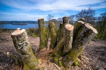 Wood art made of fallen trees on the Danish National monument Himmelbjerget