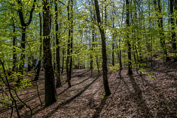 Forest in early spring with new green leaves, Denmark