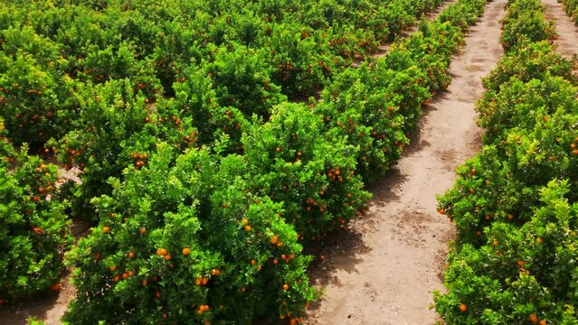 Aerial view of an orange tree farm plantation in Andalusia, Spain.