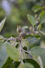 
Unripe fruits on an apple tree