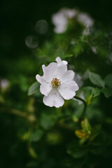 Close-up of a white Wild Rose
