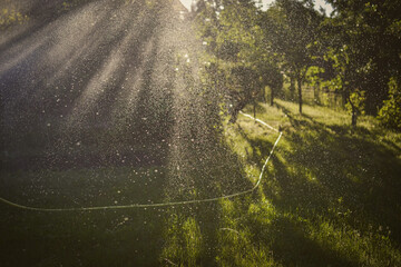 Watering the lawn in the garden during hot summer