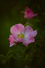 Close-up of a pink wild rose
