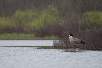 Marais Kingsbury 4 Mai 2024