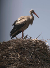 A stork feeding their chicks/ babies