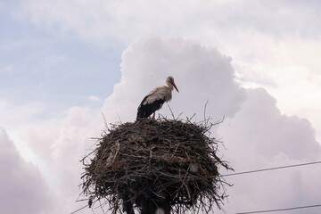 A stork in their nest against background of skies