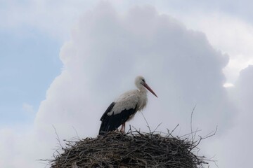 A stork in their nest against background of skies