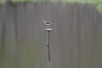 Marais Kingsbury 4 Mai 2024