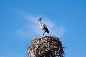 A stork in their nest against background of skies