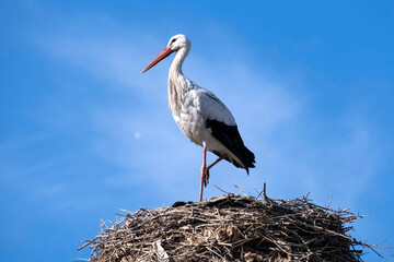 A stork in their nest against background of skies