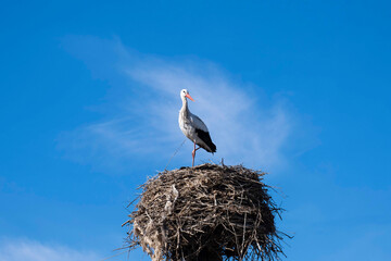 A stork in their nest against background of skies