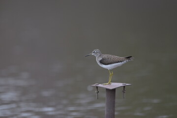 Marais Kingsbury 4 Mai 2024