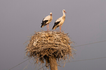 A couple of storks in their nest against background of skies
