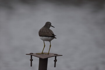 Marais Kingsbury 4 Mai 2024