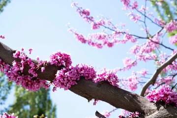 Spring blossom with the flowers of Cercis tree