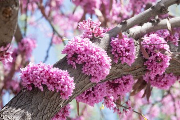 Spring blossom with the flowers of Cercis tree