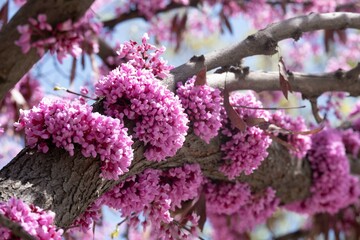 Spring blossom with the flowers of Cercis tree