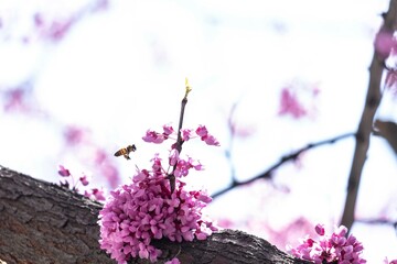 Spring blossom with the flowers of Cercis tree