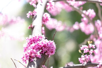 Spring blossom with the flowers of Cercis tree