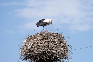 A stork in their nest against background of skies