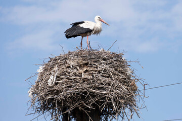 A stork in their nest against background of skies
