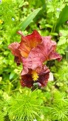 red iris leaf