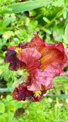 red and yellow flower