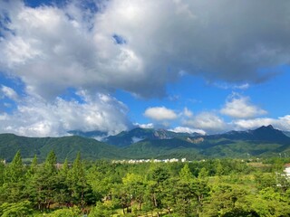 Obraz premium landscape in the summer