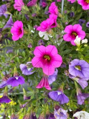 Outdoor potted summer petunias