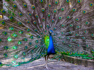 Obraz premium Peacock showing off its beauty