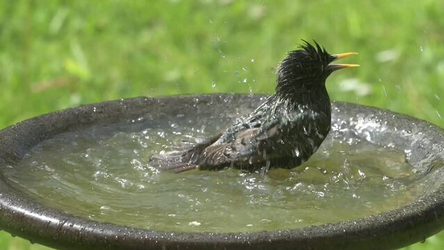 Starling (Sturnus vulgaris) splashing in a garden bird bath before flying away. May, Kent, UK [Slow motion x5]	
