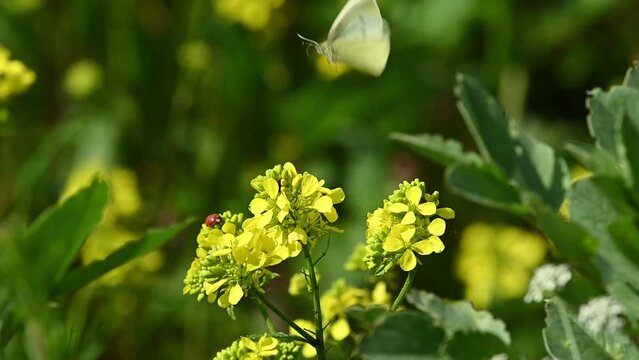 Small White butterfly (Pieris rapae) feeding on Charlock (Sinapis arvensis) flowers in the margin of an arable field. May, Kent, UK. [Slow motion x5]