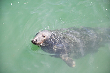 seal in water